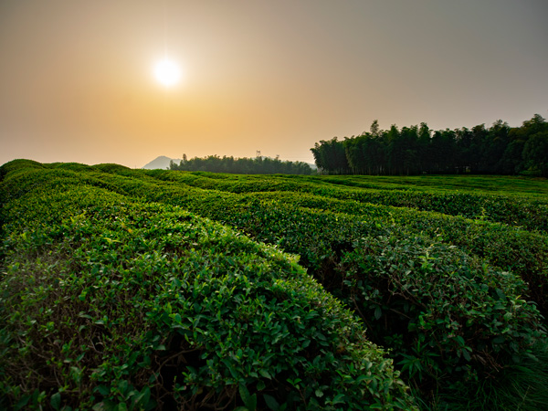 径山竹茶园公墓风景